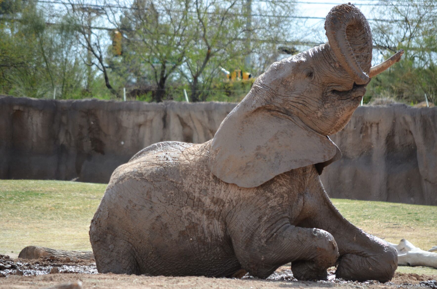 Sundzu at Reid Park Zoo
